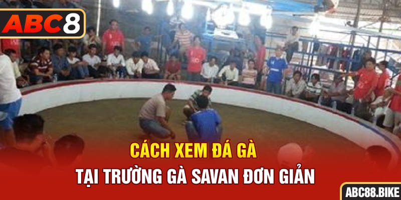 Cách xem đá gà tại trường gà Savan đơn giản