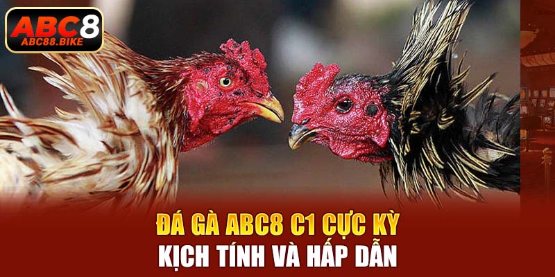 Đá gà ABC8 C1 cực kỳ kịch tính và hấp dẫn