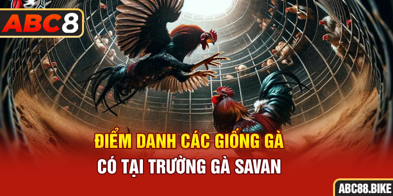 Điểm danh các giống gà có tại trường gà Savan