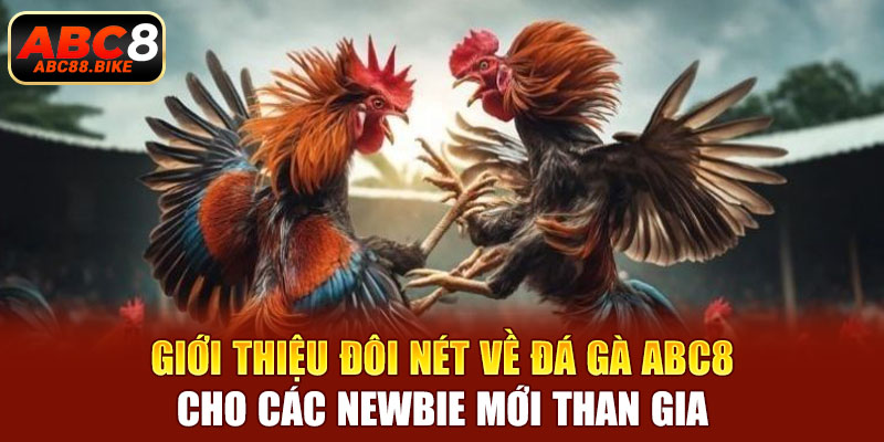 Giới thiệu đôi nét về đá gà ABC8 cho các Newbie mới than gia