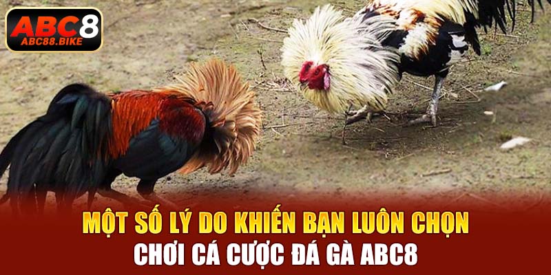 Một số lý do khiến bạn luôn chọn chơi cá cược đá gà ABC8