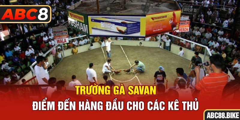 Trường gà savan điểm đến hàng đầu cho các kê thủ